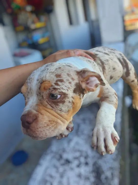 Américan Bully pocket fêmea chocolate MERLE pedigree OK  - Foto 3