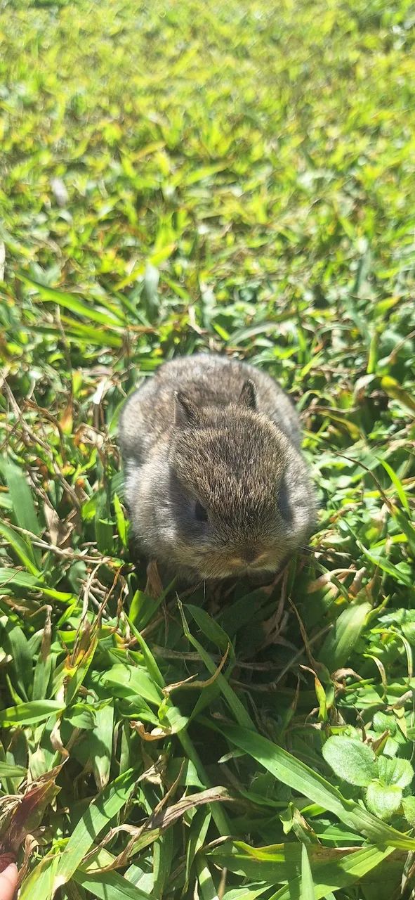 Mini coelho Netherland Dwarf  - Foto 2