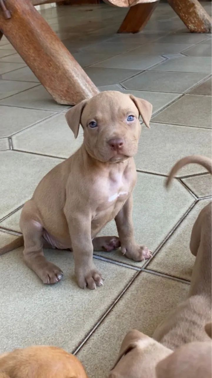 Filhotes de pitbull  - Foto 2