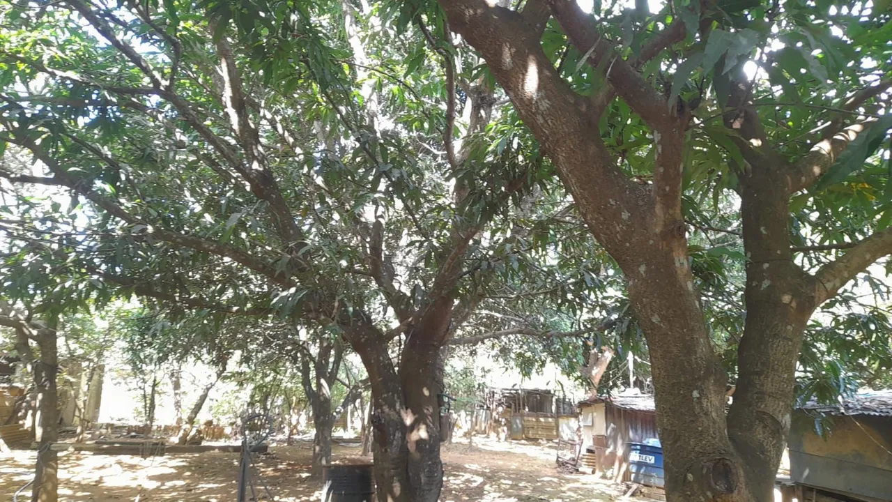 Vendo chácara de 1000m² no Vale das Andorinhas - Pedregal (Novo Gama)