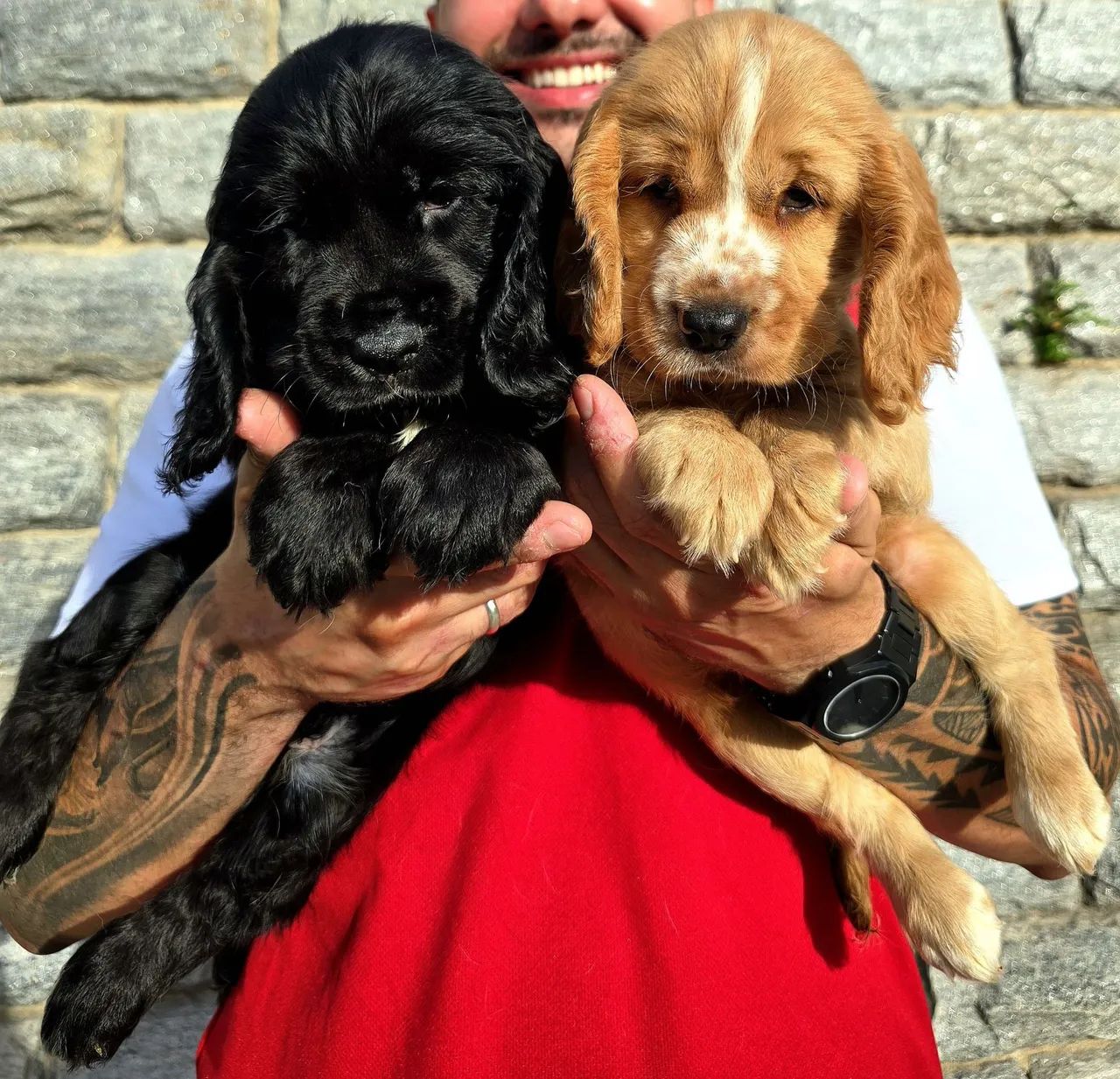 Filhotes de Cocker Spaniel de ALTO PADRÃO