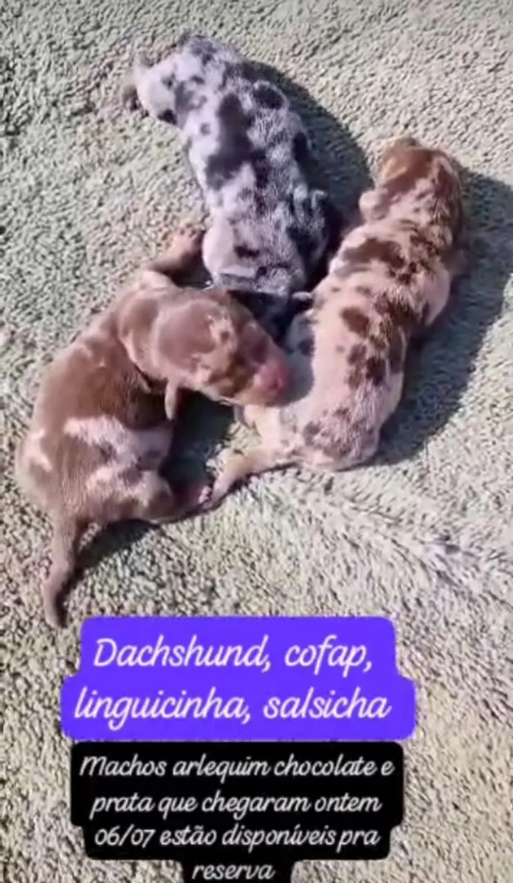 Filhotes machos Dachshund, cofap, linguicinha, salsicha Arlequim Chocolate e Prata