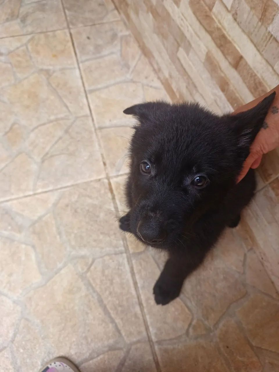 Pastor alemão preto macho