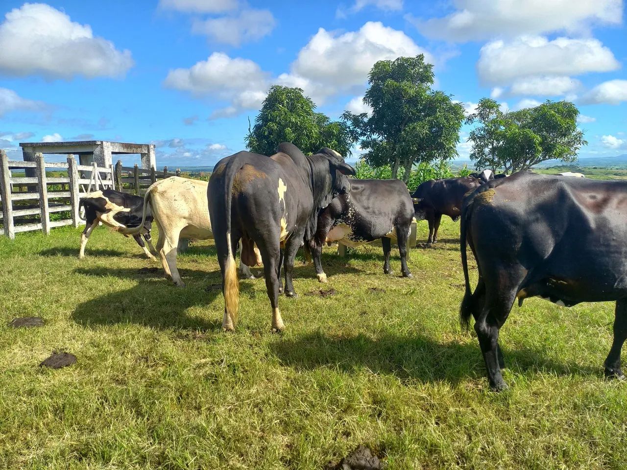 Bois,vacas, e bezerros, à venda. - Foto 3