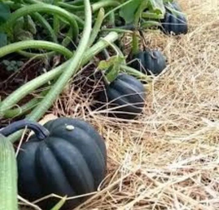 Sementes de Abóbora Mini Híbrida Pérola Negra importada de Israel 4 unidades - Foto 3
