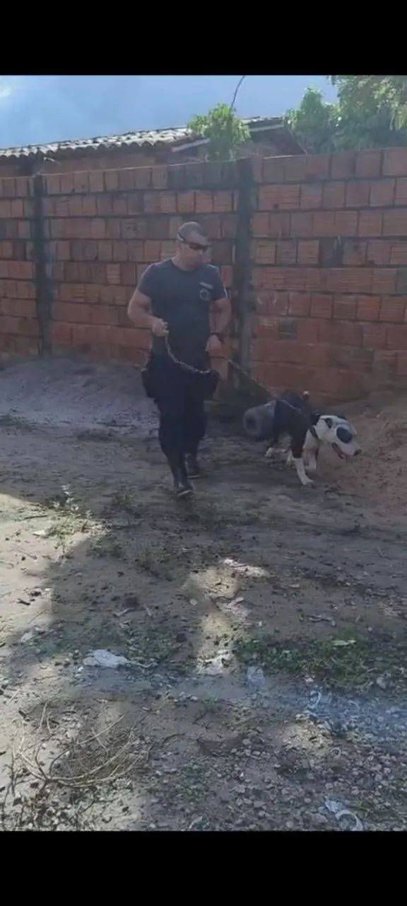 Adestrador profissional de cães 