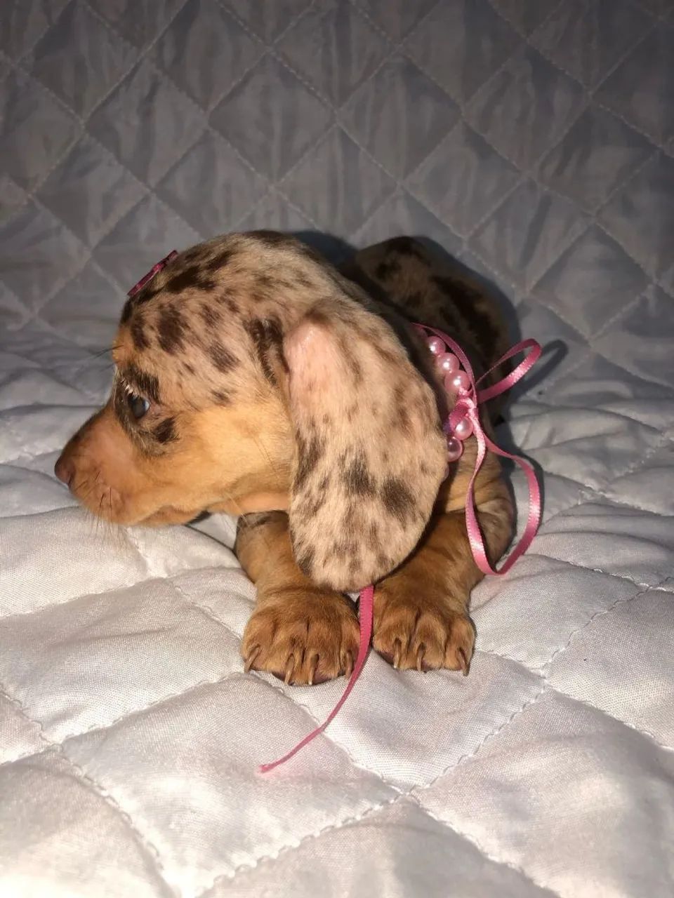 Filhote de Teckel Dachshund,Cofap,Basset, salsicha  - Foto 3