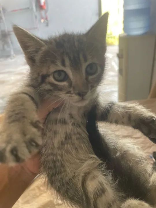 Adoção de gatinhas - Foto 2