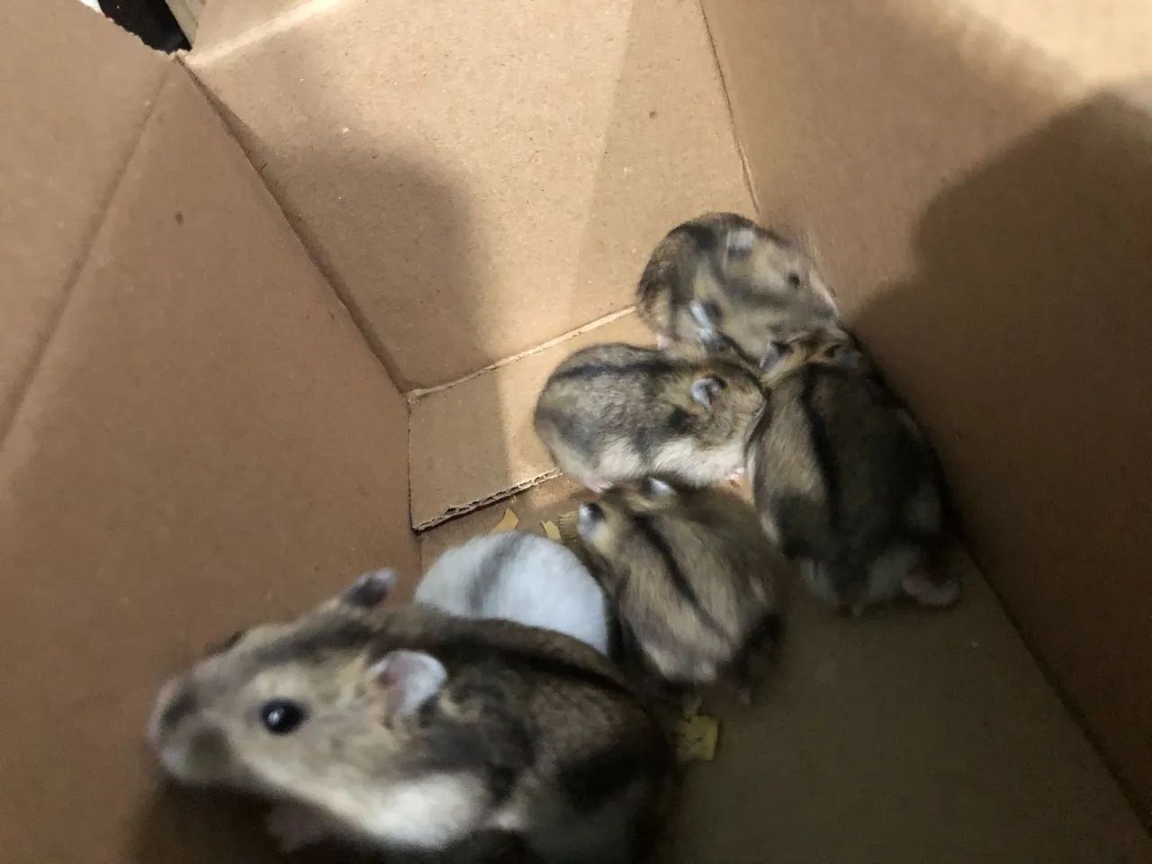 Hamster anão  russo