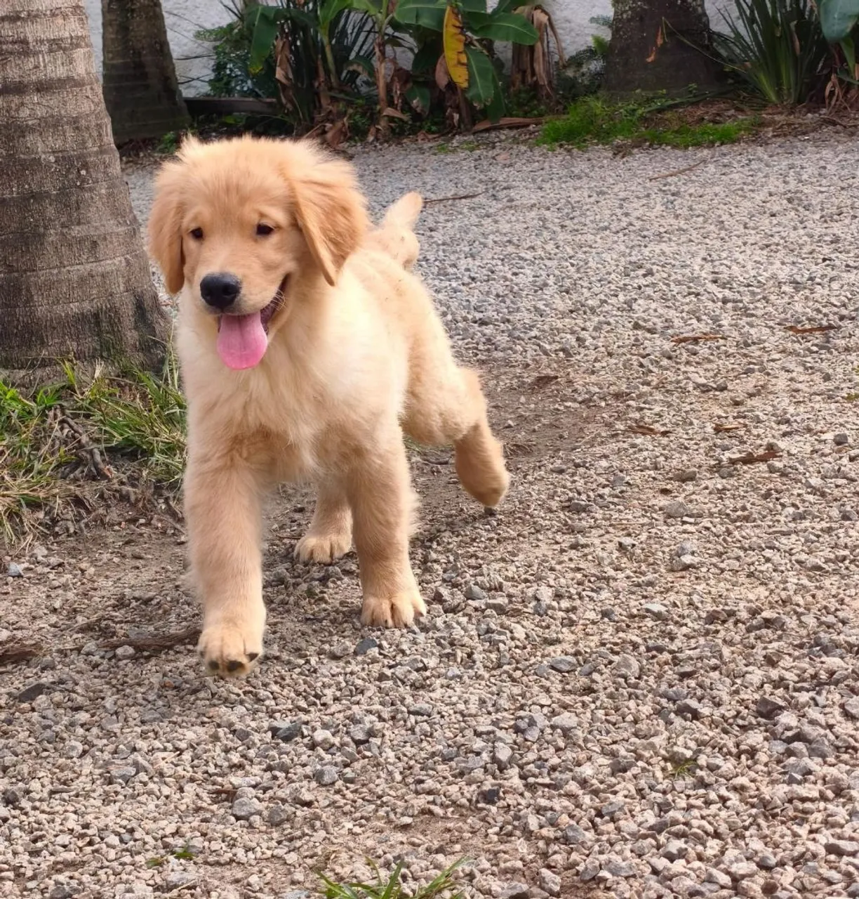 Filhote Fêmea e Macho Golden Retriever Fofos e companheiros