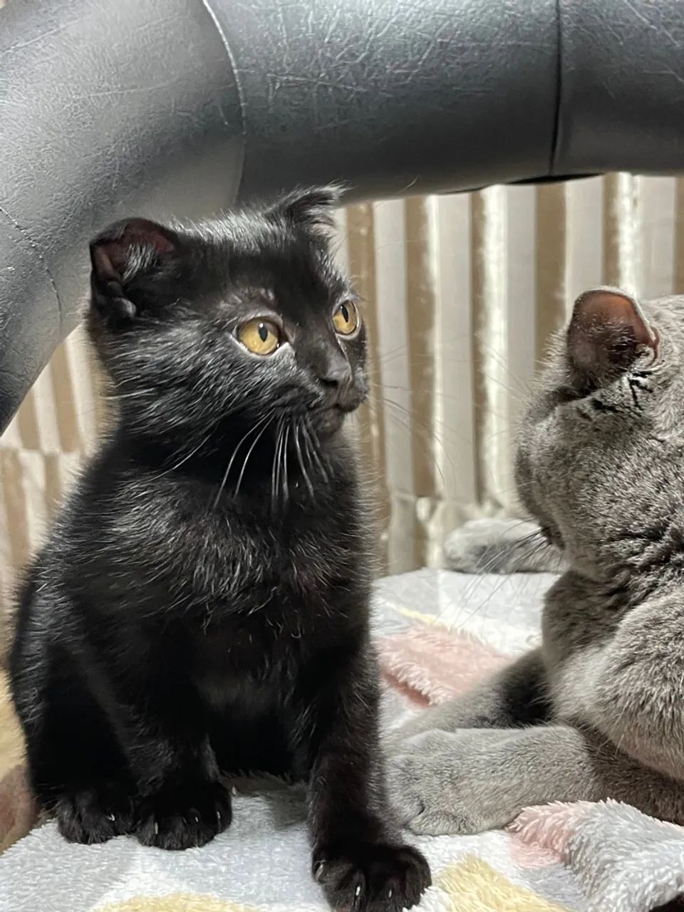 Gatinho Scottish Fold preto 
