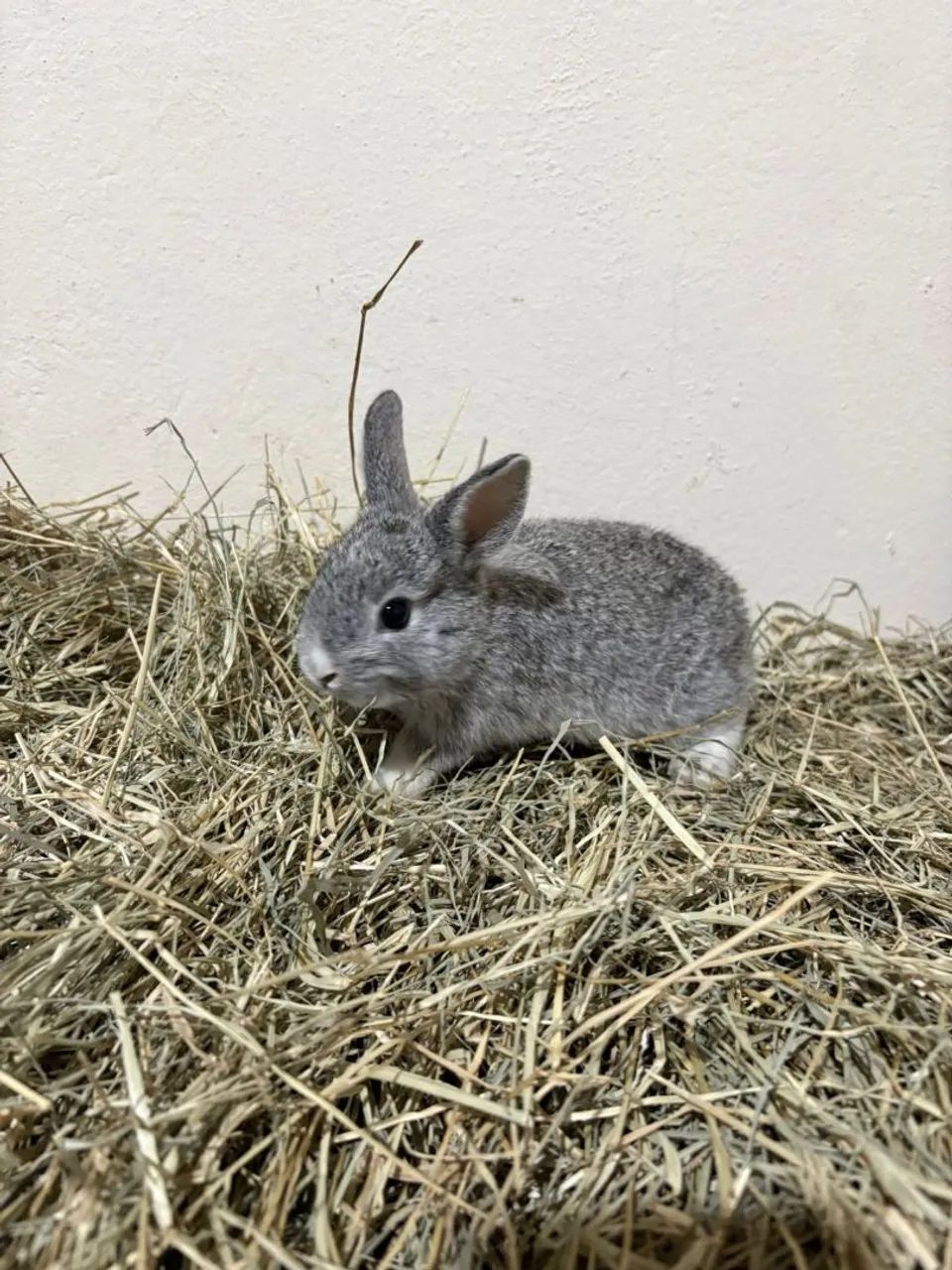 Vendo mini coelhos.  - Foto 2