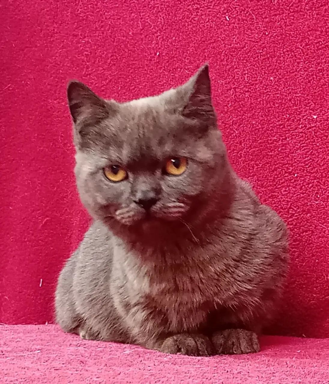 Gato Munchkin, Gato Anão, Mini Gato, Gato Rebaixado, Perna curta - Foto 2