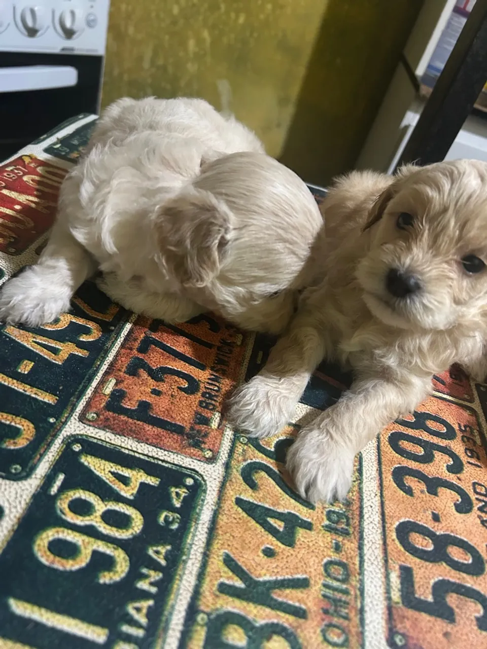 Filhote Poodle