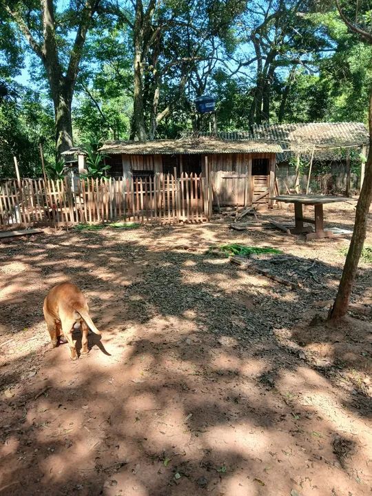 Sítio com pomar e casa sede - Foto 2