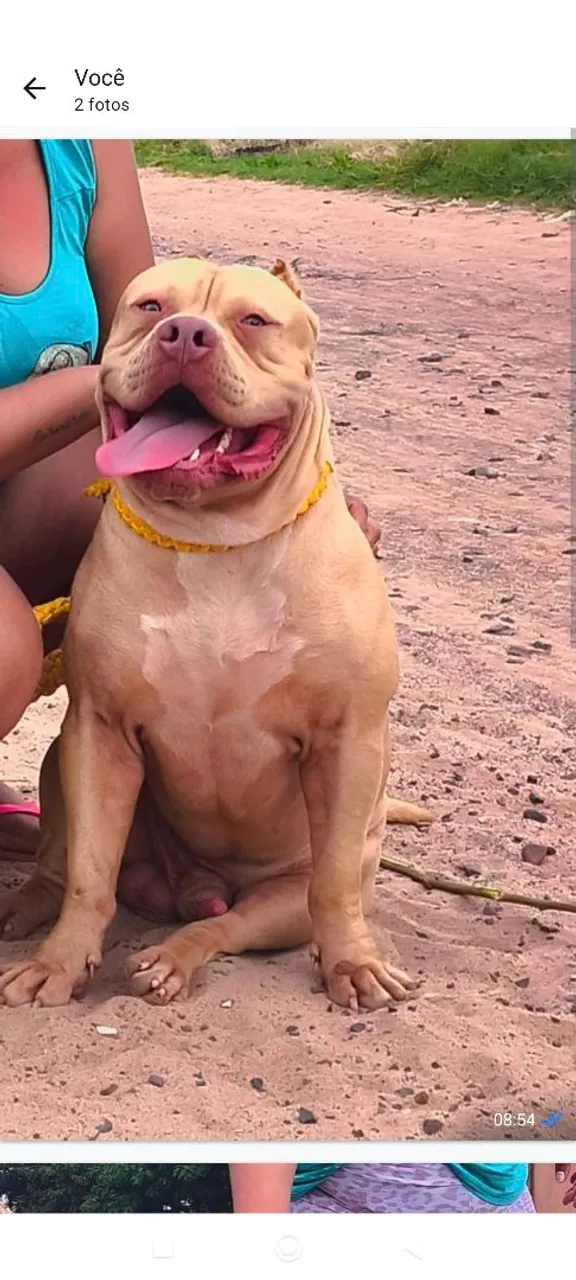 vendo filhote de Pit Monster