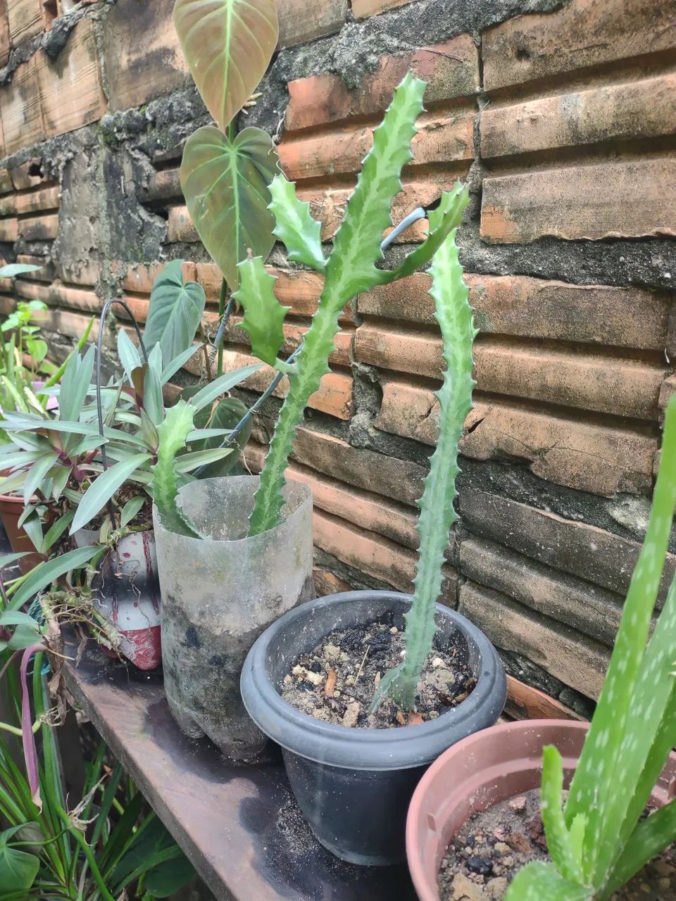 Linda planta Para decoracões - Foto 4