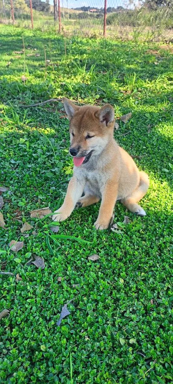 Filhote de shiba disponível fêmea e macho