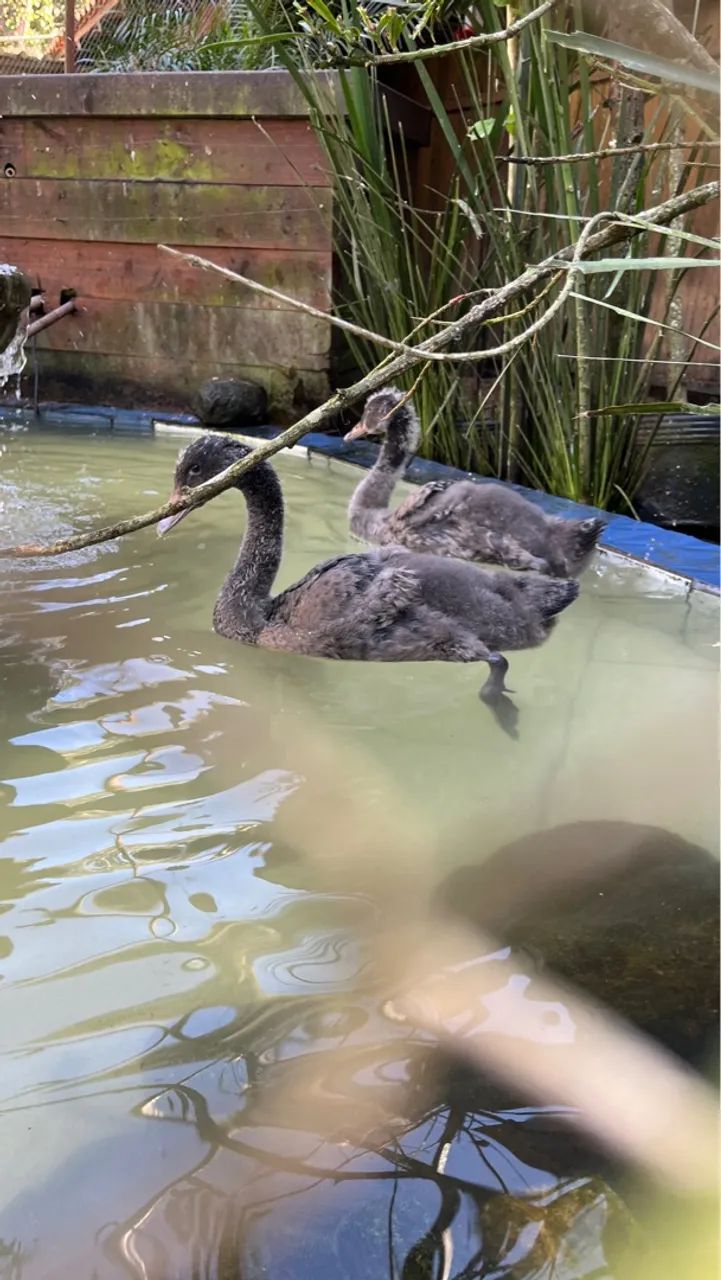Cisne Negro - Foto 3
