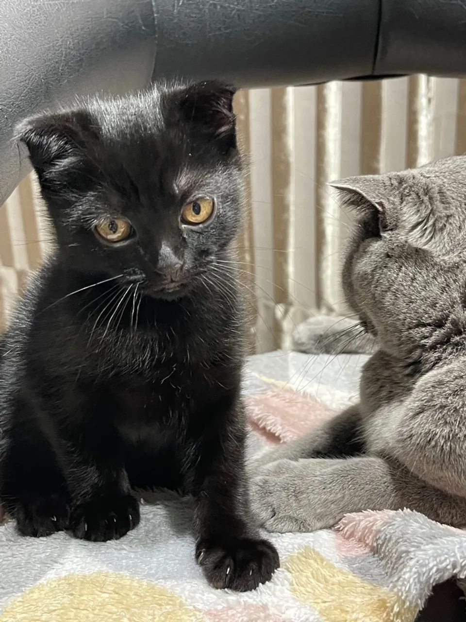 Gatinho Scottish Fold preto  - Foto 2