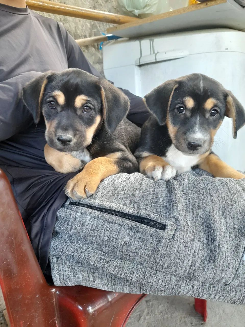 Dois filhotes de cachorro para adoção, observação:eles não são de raça  - Foto 4