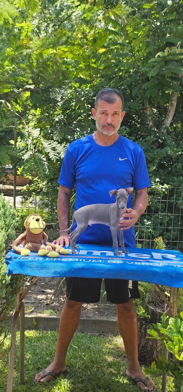 Galguinho Macho Cinza- Super top - Foto 4