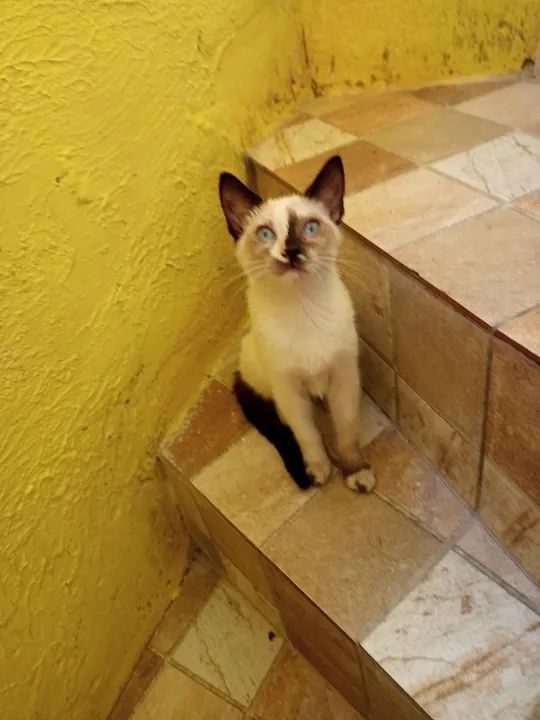 Gata Tonquinês castrada - Foto 5