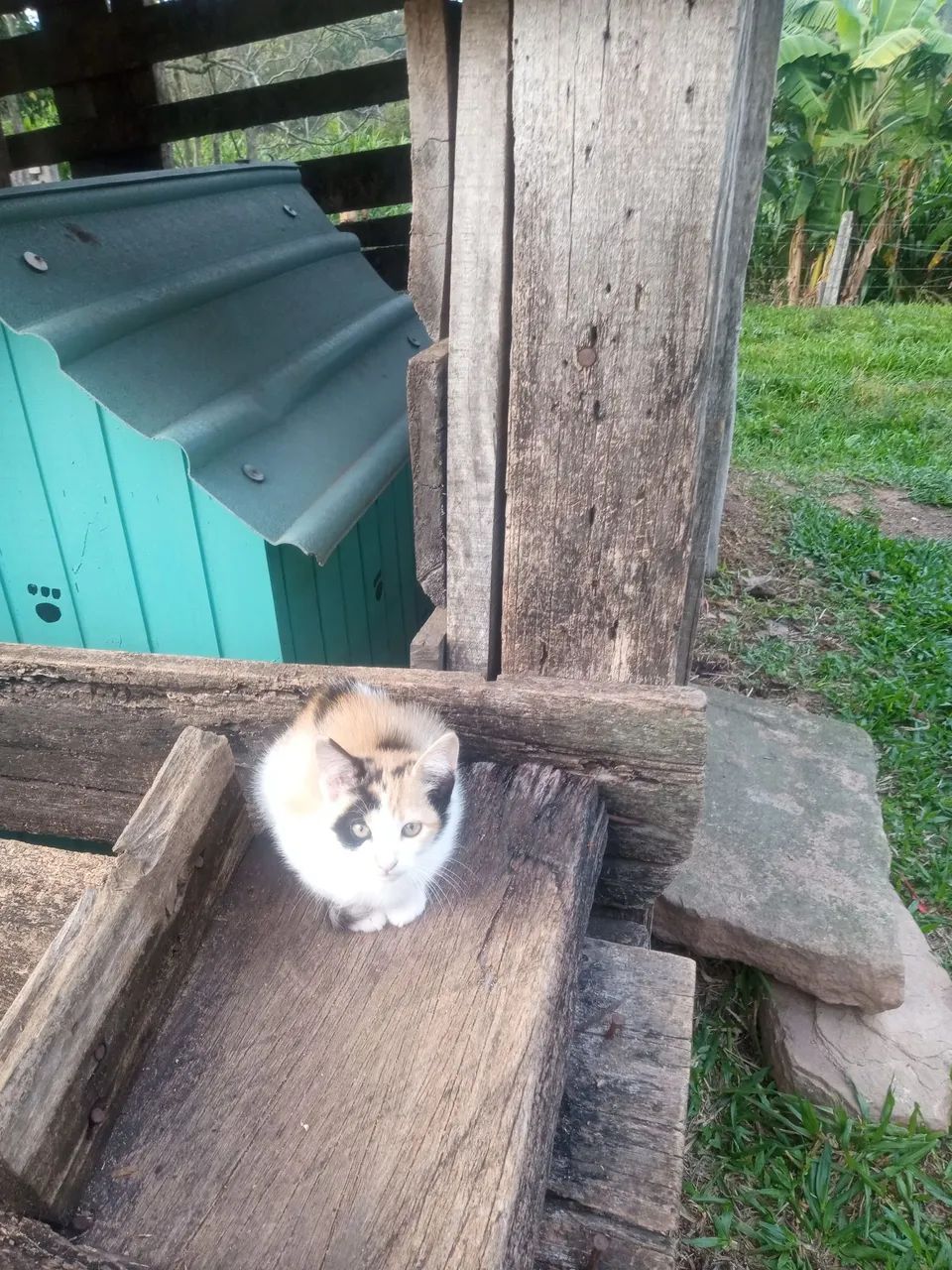 Gatinhas  disponíveis para adoção - Foto 5