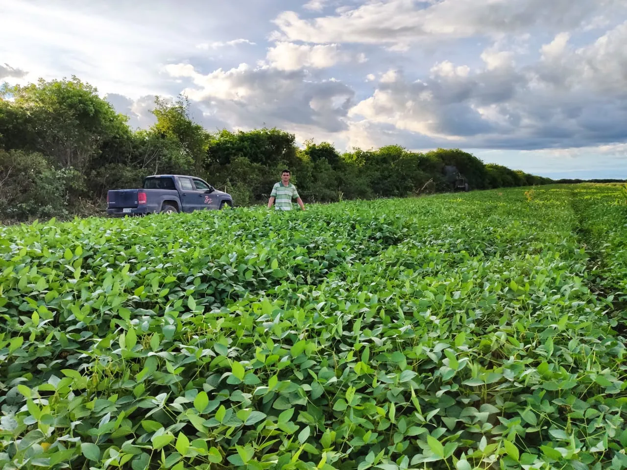 Fazenda para soja no sul do Piauí, Palmeira do Piauí com 3.401 hectares,16 km da Transce