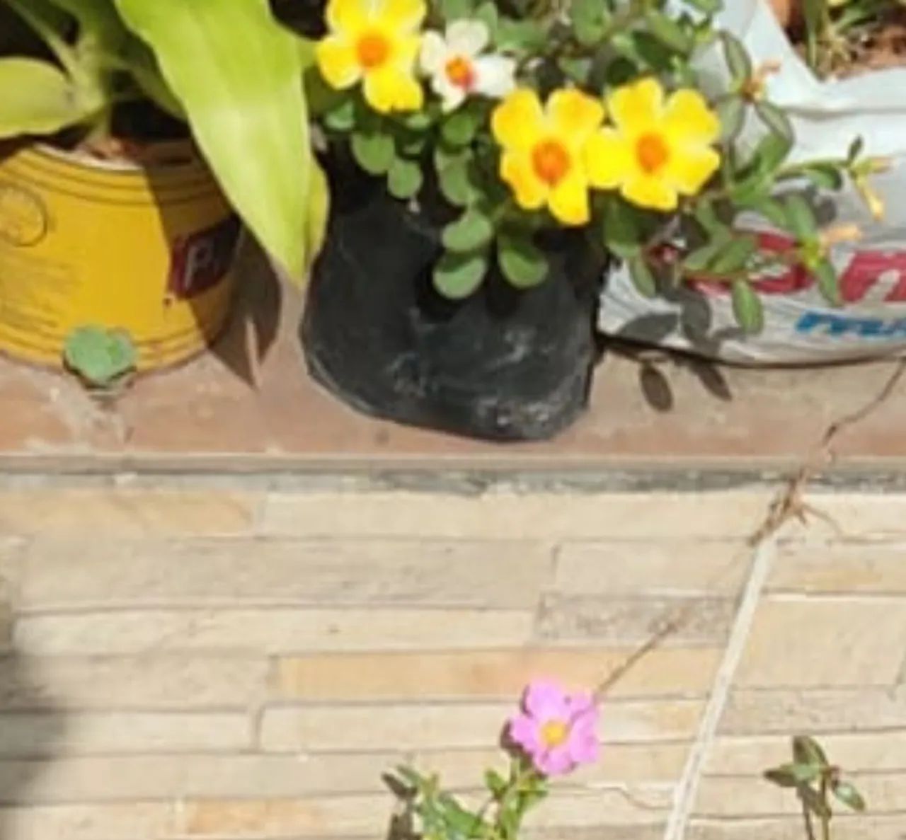 Mudas de plantas ornamentais e outras  - Foto 4