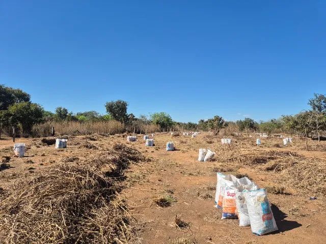 Semente de Capim Andropogon 2025 - Foto 4