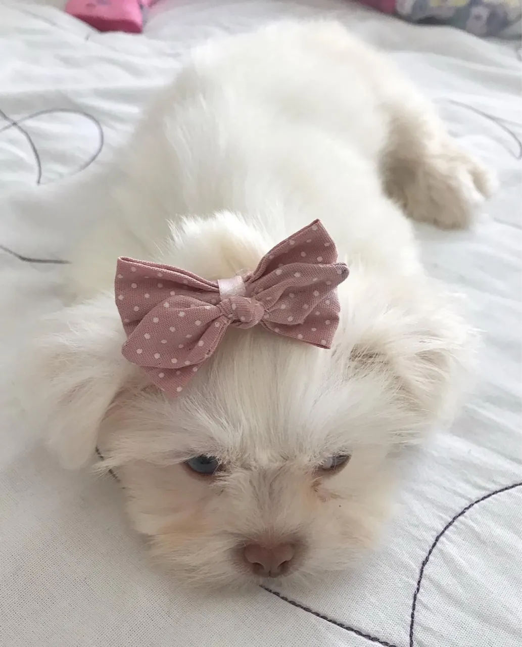 Maltês Mocinha