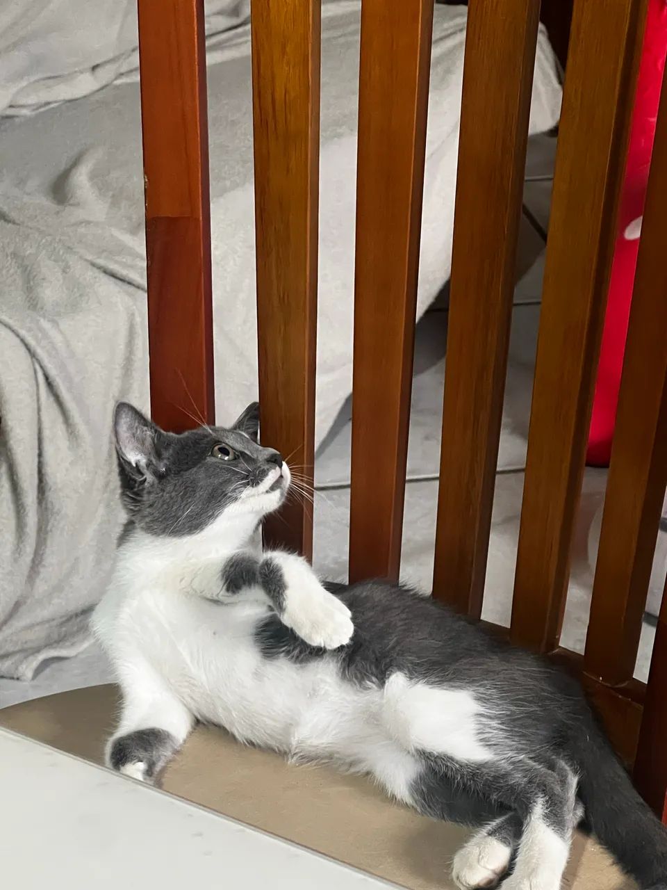 Gatos (filhotes) adoção responsável - Foto 5