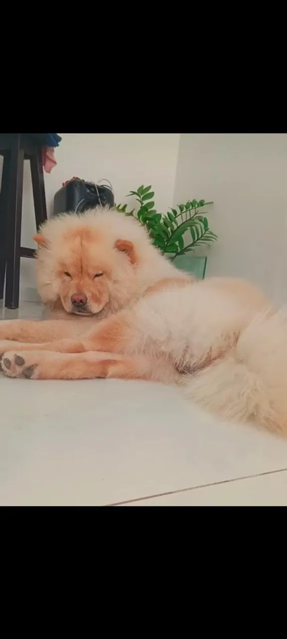 Troco filhote de Chow-Chow de pelo bege nasce dia 30 de junho por filhote de pincher