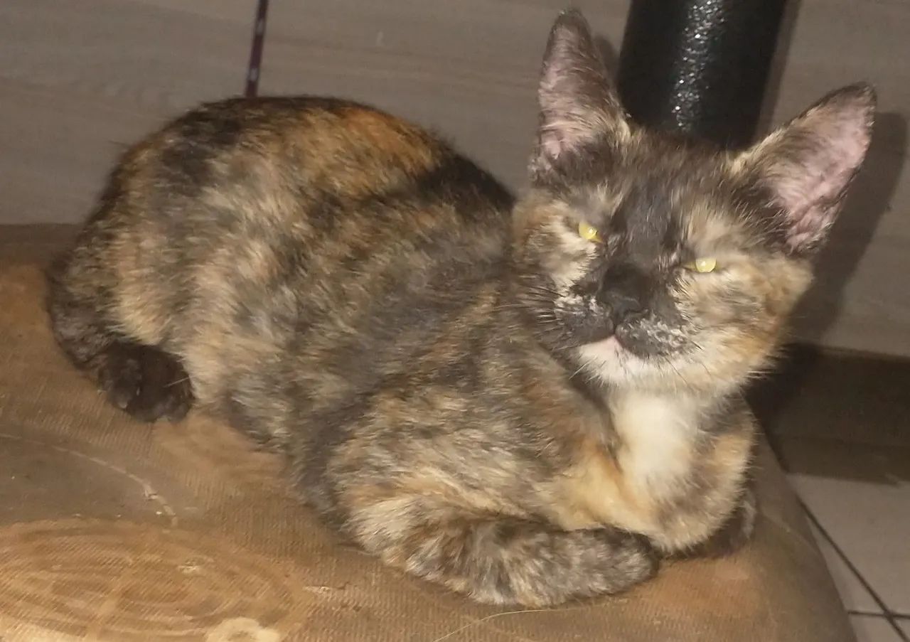 Gatinha diferenciada para adoção - Foto 6