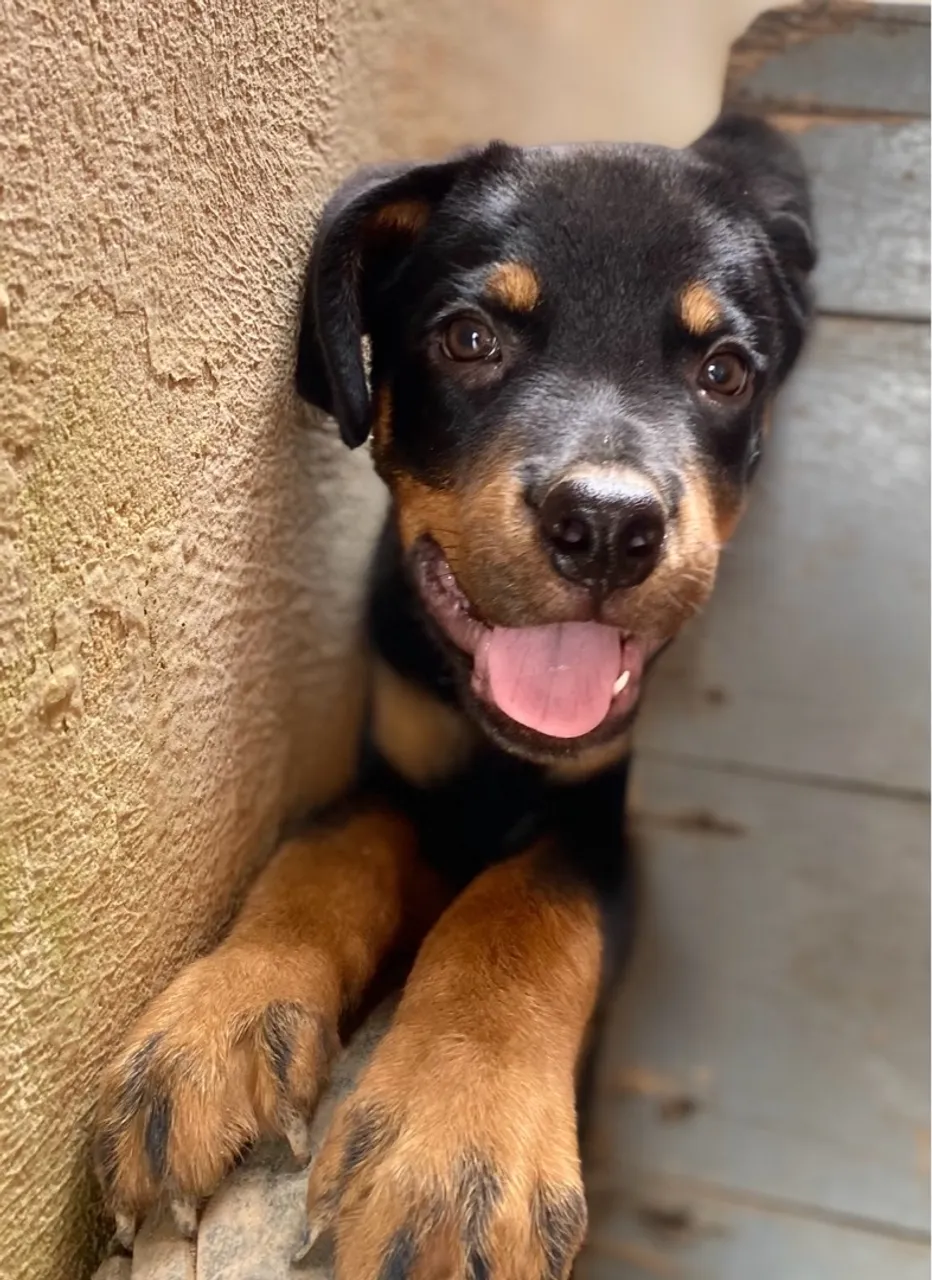 Filhote de Rottweiler disponível