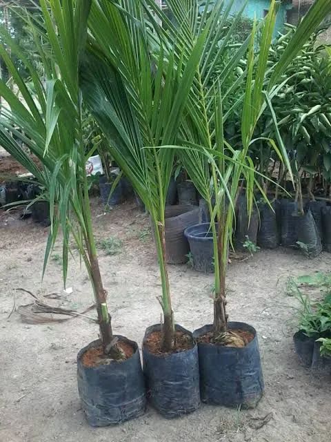 Mudas de Coqueiro - Pronta para o Plantio - Foto 2