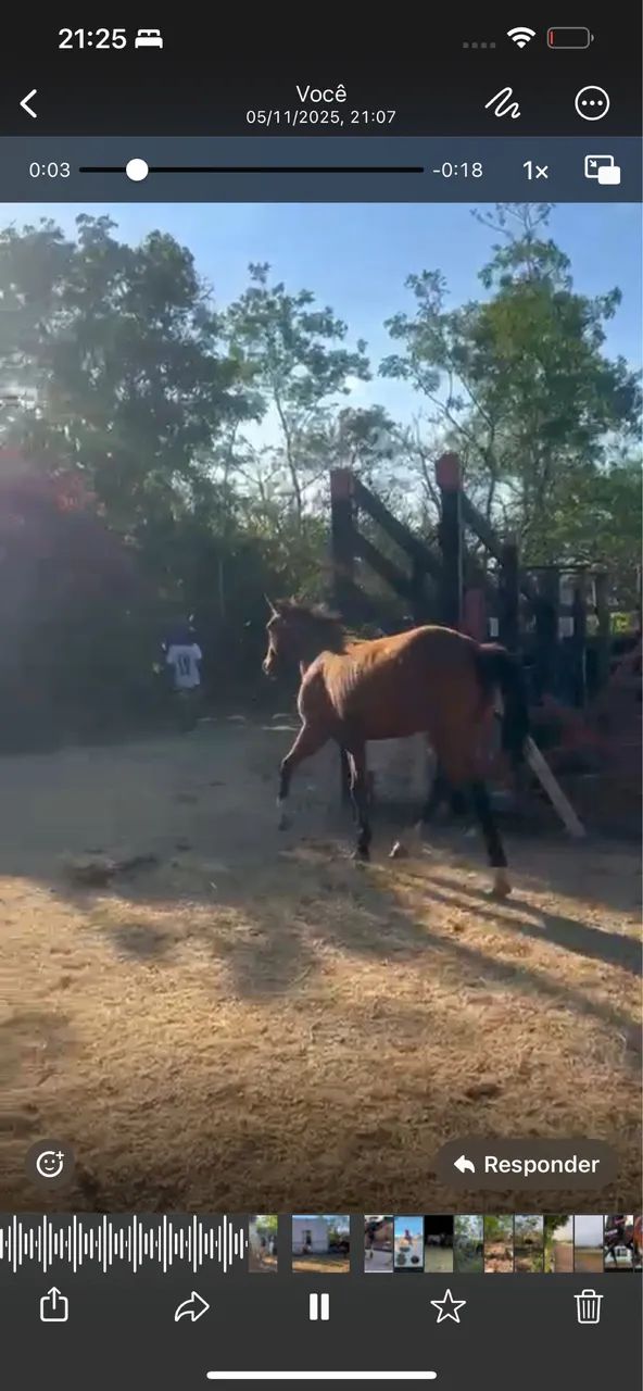 Égua Neta do Roxao esteira P.O