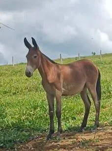 Burrinho 10 pra 11 meses filho do Galante Raf Haras Xaxim.