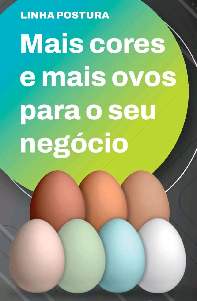 Pintinhos postura e caipira - Foto 5