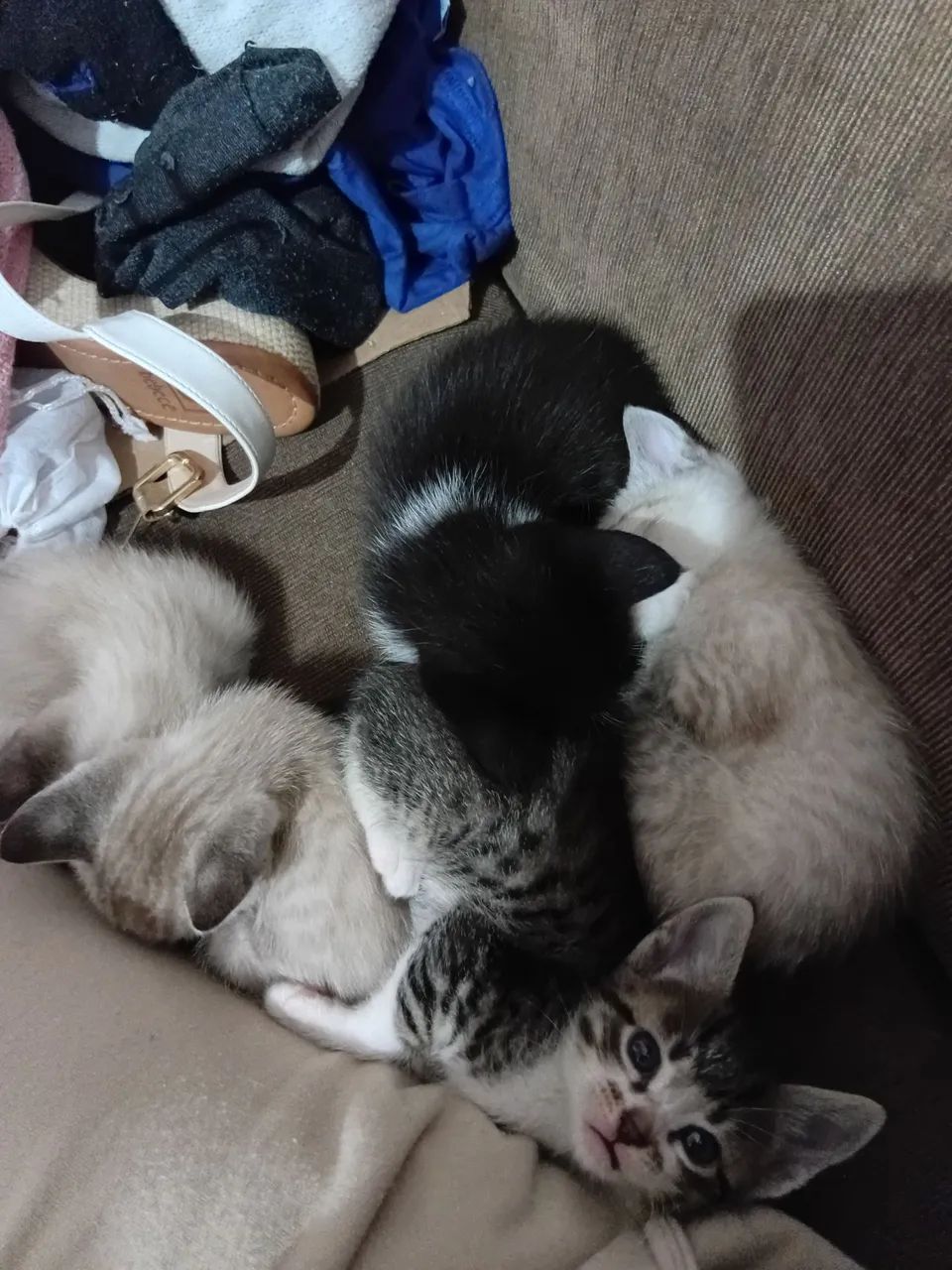 Gatos pra doação 