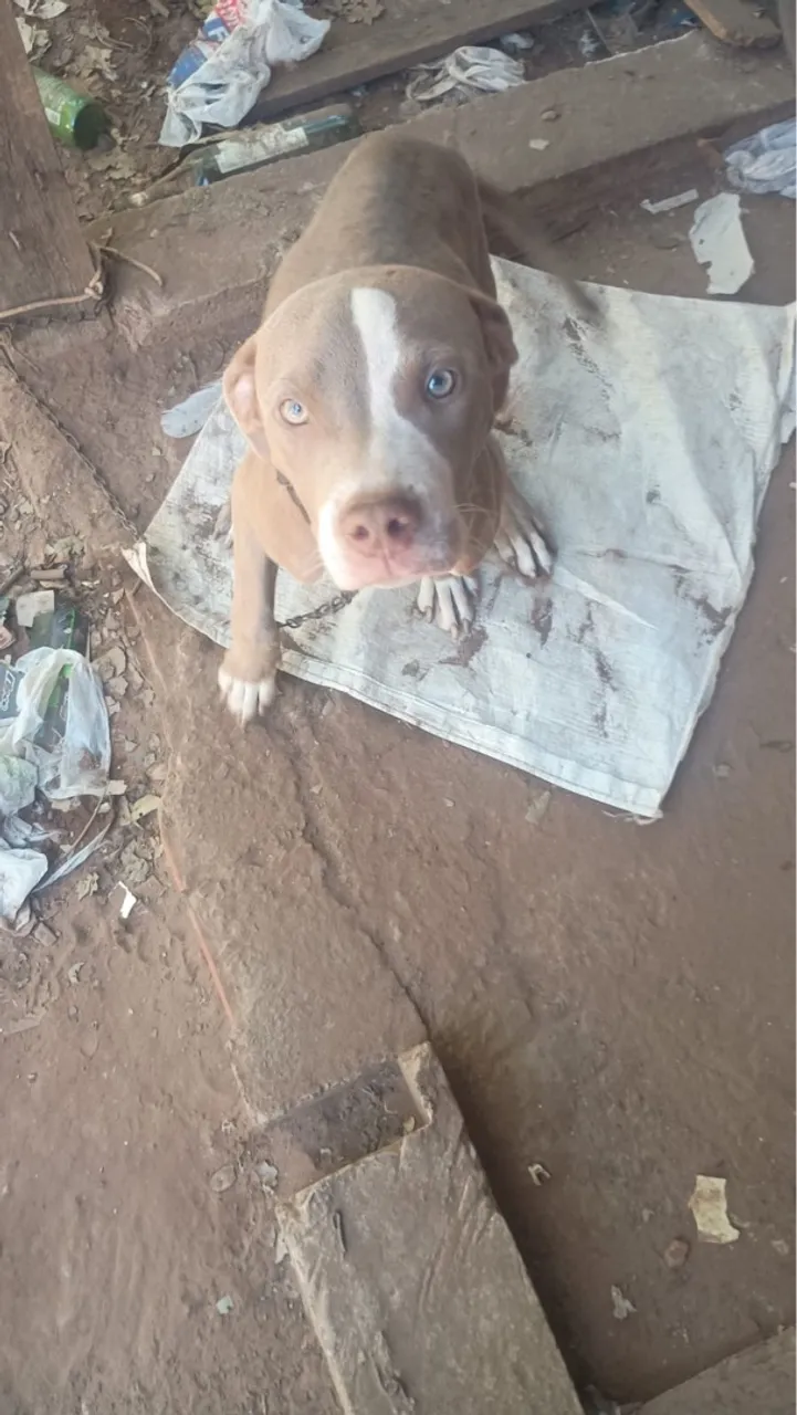 Filhote Pitbull