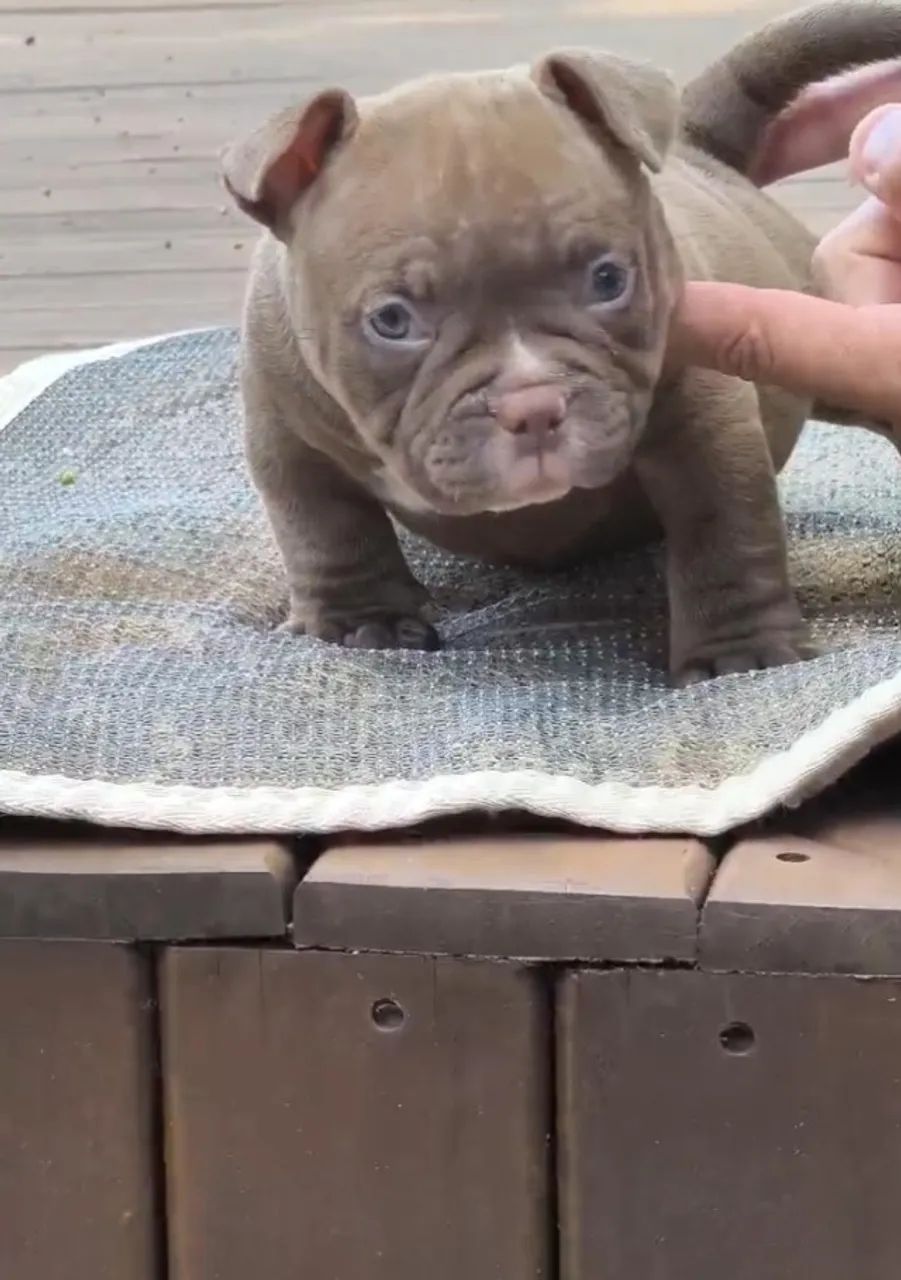Genética Apurada em American Bully micro - Chame no WhatsApp para Saber Mais - Foto 4