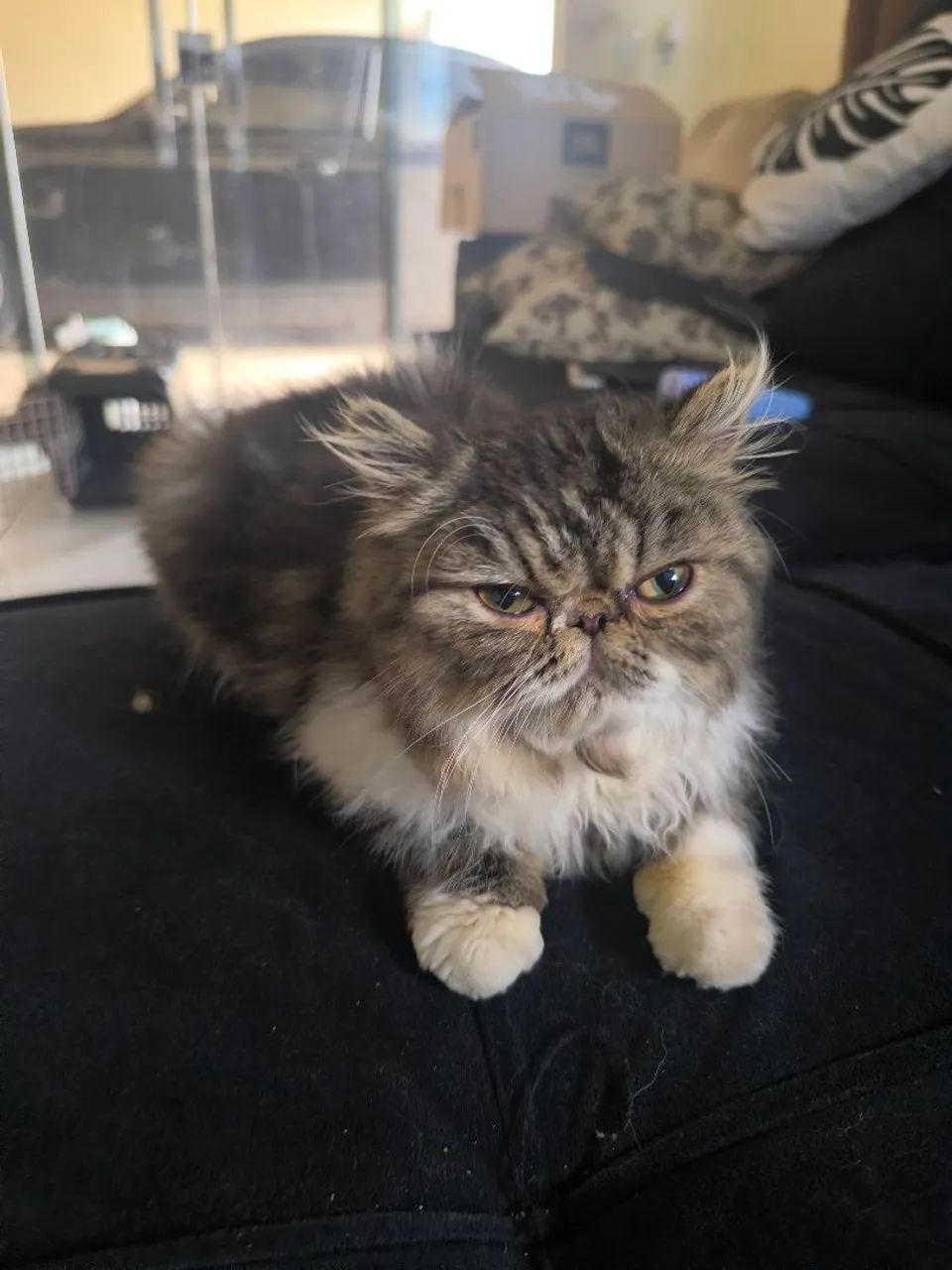 Gatinho perça vacinado e vernifugado 1200 - Foto 6