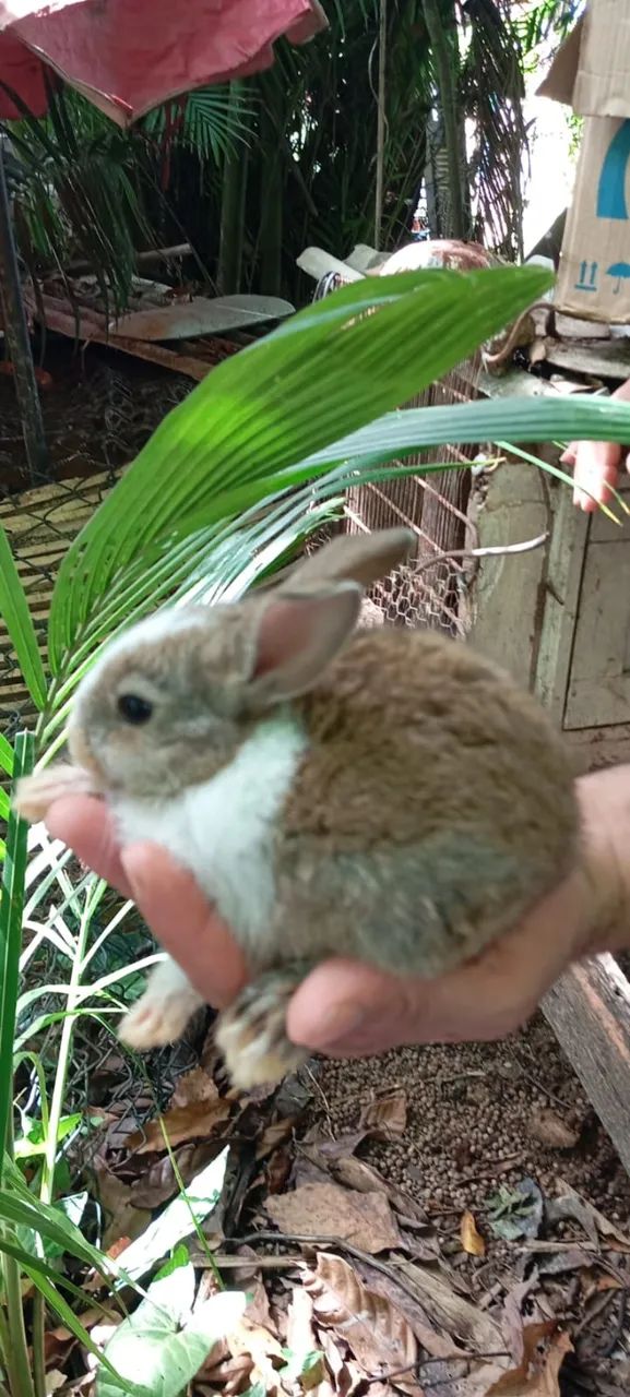 Filhotes de Coelho da Raça Rex