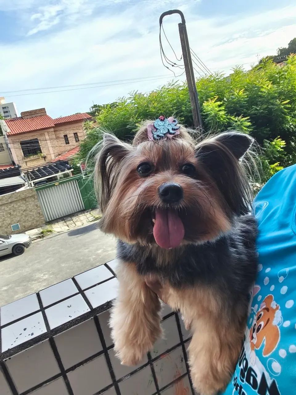 Banho e tosa em domicílio -fortaleza * - Foto 4