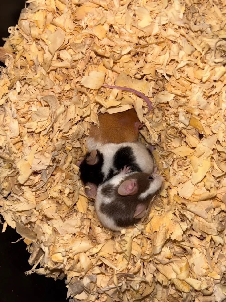 Ratinho de estimação, lindos pets  - Foto 3