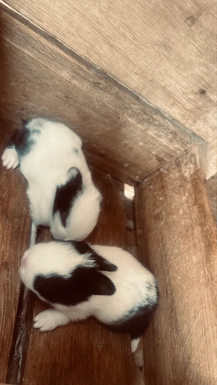 Coelhos 