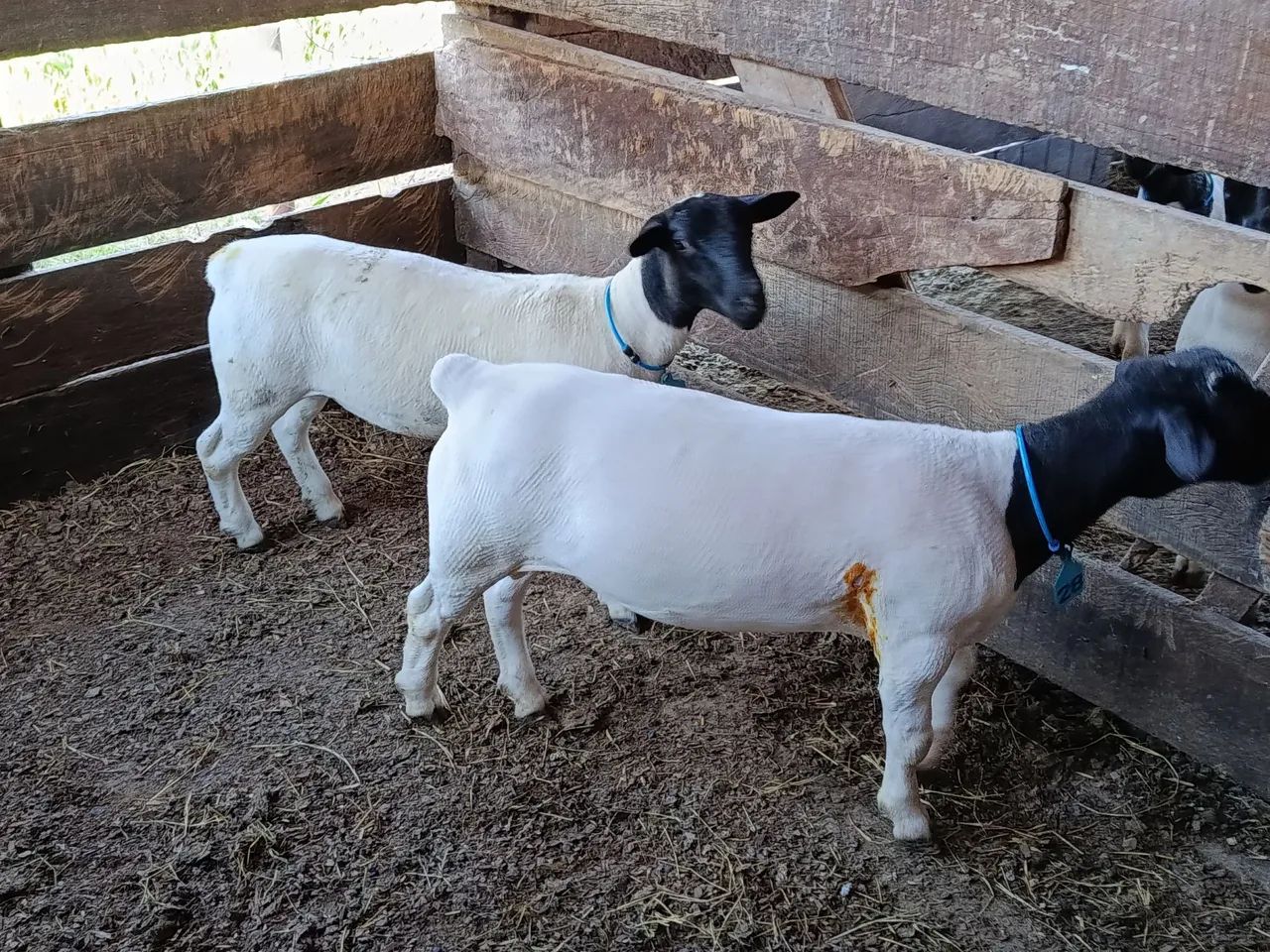 Casal de carneiro DORPER  - Foto 6