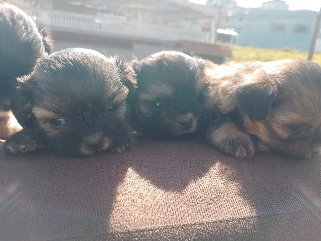 Lhasa Apso  - Foto 3